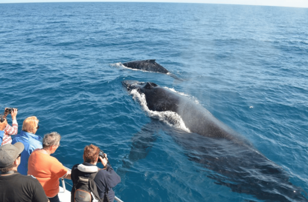 Samana: Whale Watching and Cayo Levantado Full Day Tour