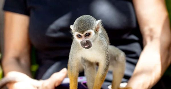 Punta Cana: Monkeyland Half-Day Tour with Snacks and Guide