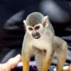 Los Haitises Night Hike In The Rainforest - Image 4