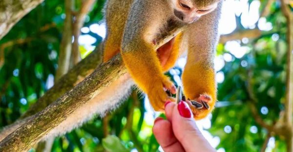 Punta Cana: Monkeyland and Plantation Tour