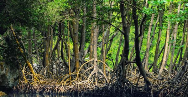 Los Haitises: Boat Tour Sabana de la mar, Caves & Mangroves