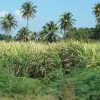 Cabarete: 2-Person Dominican Countryside Buggy Tour - Image 2