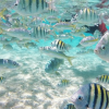 Cayo Arena: Paradise Island & Magroves Tour Private - Image 2