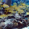 Catalina Island Full-Day Snorkeling + Lunch from Punta Cana - Image 2