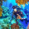 Punta Cana 40ft Recreational Diving Adventure - Image 2