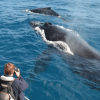 Las Terrenas: Private Whale Watching Half day - Image 2