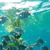 Snorkeling Tour & Sosua Beach Day - Image 2