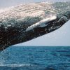 From Punta Cana: Sanctuary Whale Watching Day Trip - Image 2