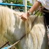 Punta Cana: ATV and Horseback Ride Adventure Tour - Image 11