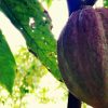 From Puerto Plata Priv: Cocoa, Coffee, Cigars & Local Market - Image 12