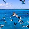 Punta Cana: Saona Island in Private Vehicle and Guide - Image 12