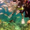 La Romana: Scuba Diving in Catalina Island - Image 12