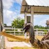 Punta Cana: Xploration Animal Park Bus Tour with Encounters - Image 12