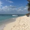 From Punta Cana: Small Group Catalina Island Snorkeling Tour - Image 13