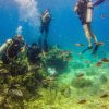 La Romana: Scuba Diving in Catalina Island - Image 13