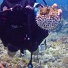 La Romana: Scuba Diving in Catalina Island - Image 15