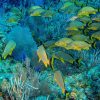 Bayahibe: Snorkeling Tour - Sea, Cotubanama park & Cenotes - Image 3