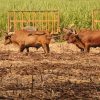 Full day buggy Safari with lunch and Chavon River Tour - Image 3