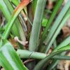 Los Haitises: Boat Excursion and Walking Tour with Lunch - Image 3