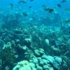 From Punta Cana: Small Group Catalina Island Snorkeling Tour - Image 3