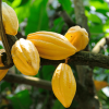 Boca Chica : Los Haitises Guided Hike and Kayaking - Image 5