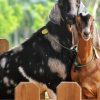 Punta Cana: Xploration Animal Park Bus Tour with Encounters - Image 2