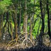 Los Haitises: Caves, Mangroves, & Rainforest Hike/Boat Tour - Image 4