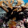 From Punta Cana: Small Group Catalina Island Snorkeling Tour - Image 4