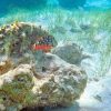 Punta Cana: Full Day Boat Trip to Catalina Island with Lunch - Image 4