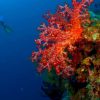 Punta Cana 40ft Recreational Diving Adventure - Image 3