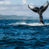 Las Terrenas: Private Whale Watching Half day - Image 4