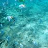 Snorkeling Tour & Sosua Beach Day - Image 4