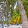 From Santo Domingo: Saona Island Day Trip w/ Lunch & Drinks - Image 34