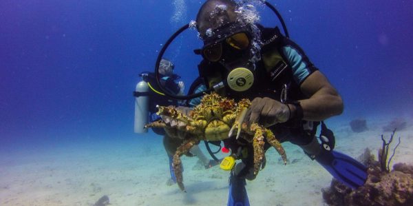 La Romana: Scuba Diving in Catalina Island