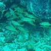 Scuba Doo: Discover Punta Cana's Marine Life In a Fun Way - Image 5