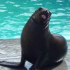 VIP Swim with Dolphins at Ocean World Puerto Plata - Image 5