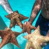 Punta Cana: Saona Island + Catamaran Party (Full Day) - Image 5