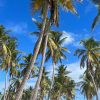 From La Romana: Saona Island for Carnival Cruises Passengers - Image 5