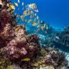 Catalina Island Full-Day Snorkeling + Lunch from Punta Cana - Image 5