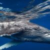 Samana: Whale Watching and Cayo Levantado Full Day Tour - Image 5