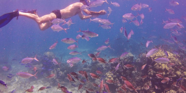 Catalina Island Full-Day Snorkeling Tour