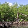 Santo Domingo: Los Haitises National Park Day Trip - Image 6