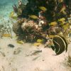 Punta Cana: Catalina Island Private Day Trip with Snorkeling - Image 6