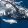 Whale Watching + Cayo Levantado - Image 9