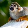 Samaná: Monkeyland and Open-Air Safari Truck Tour - Image 6