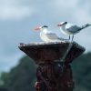 Boca Chica : Los Haitises Guided Hike and Kayaking - Image 11