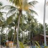 Saona Island Private: Speedboat Tour from Punta Cana - Image 6