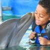 VIP Swim with Dolphins at Ocean World Puerto Plata - Image 8