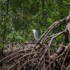 Boca Chica : Los Haitises Guided Hike and Kayaking - Image 12