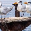 From Punta Cana: Los Haitises and Redonda Mountain Day Trip - Image 9